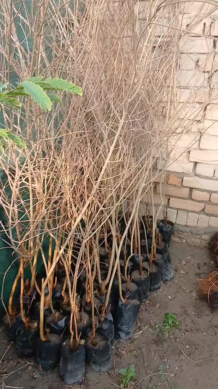 مشتل الزهور حي ميسان مقابيل مصرف الدم


**إذا كنت صاحب هذا الإعلان وتريد حذفه لأي سبب، رجاءا أرسل رسالة إلى الدعم الفني**