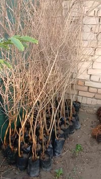 مشتل الزهور • حي ميسان • مقابل مصرف الدم