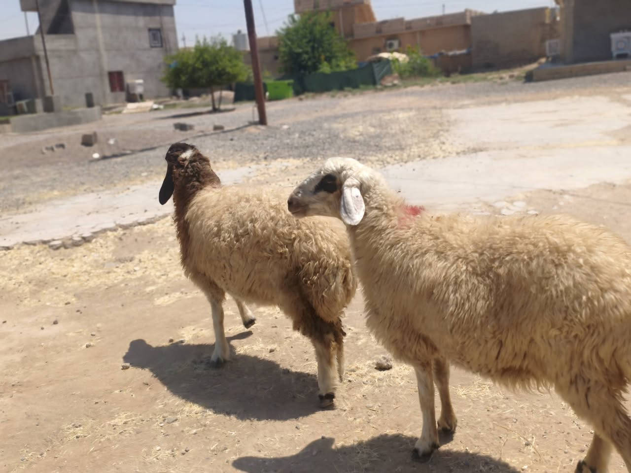 السلام عليكم ورحمة الله
ثناو للبيع العدد 2 و دجه مبدله سنين و فطايم العدد 3 فاخرة مالات جنية
العنوان القياره قريه حاج علي 
***********
‏‪***********‬‏

