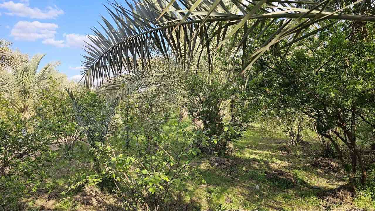 أجمل مزرعة في كربلاء 💯
✅ثلاث ️دوانم للبيع واجهه 33 م
مع 2 بيوت مساحة كل بيت 
200 م بناء طابوق جمهوري 

✅متوفرة كافة الخدمات 
تبليط، ماء، كهرباء، مدارس 
طابو سند 25 تحويل بالطابو

✅️الموقع كربلاء - شارع الإبراهيمية 
طريق الشهداء ( منطقة عناز )
تبعد من مركز مدينة كربلاء 15 كيلو 

💰السعر الكلي للأرض// 700 مليون 

📞 أتصل الآن ‪‏‪‏‪***********‬‏ عقاري كربلاء
