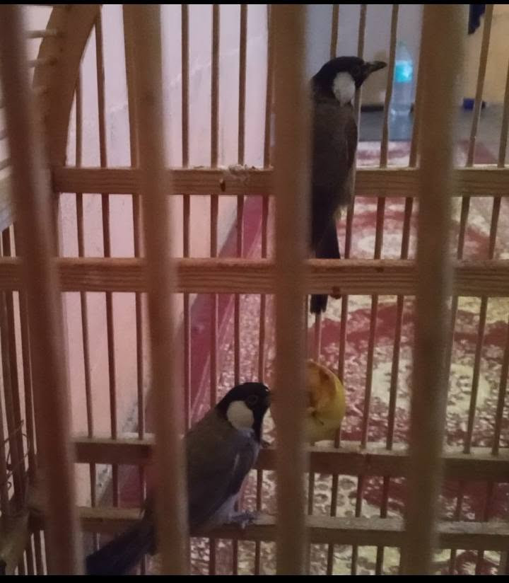 جوز بلابل للبيع سعرهن 40


**إذا كنت صاحب هذا الإعلان وتريد حذفه لأي سبب، رجاءا أرسل رسالة إلى الدعم الفني**