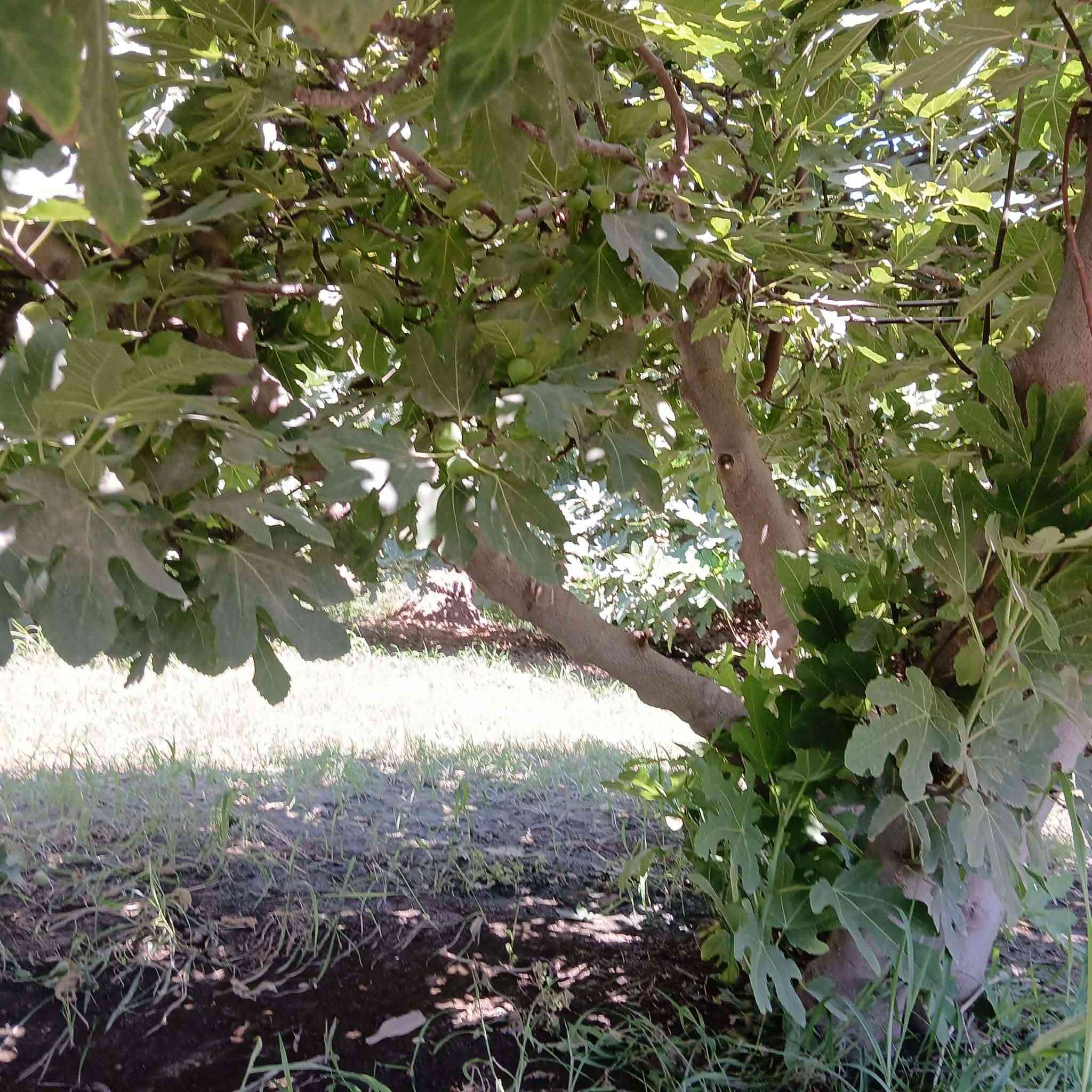 شاطيه للبيع الاستفسار الاتصال على الرقم *********** العنوان واسط قضاء الصويره منطقة الداور الشرقي
