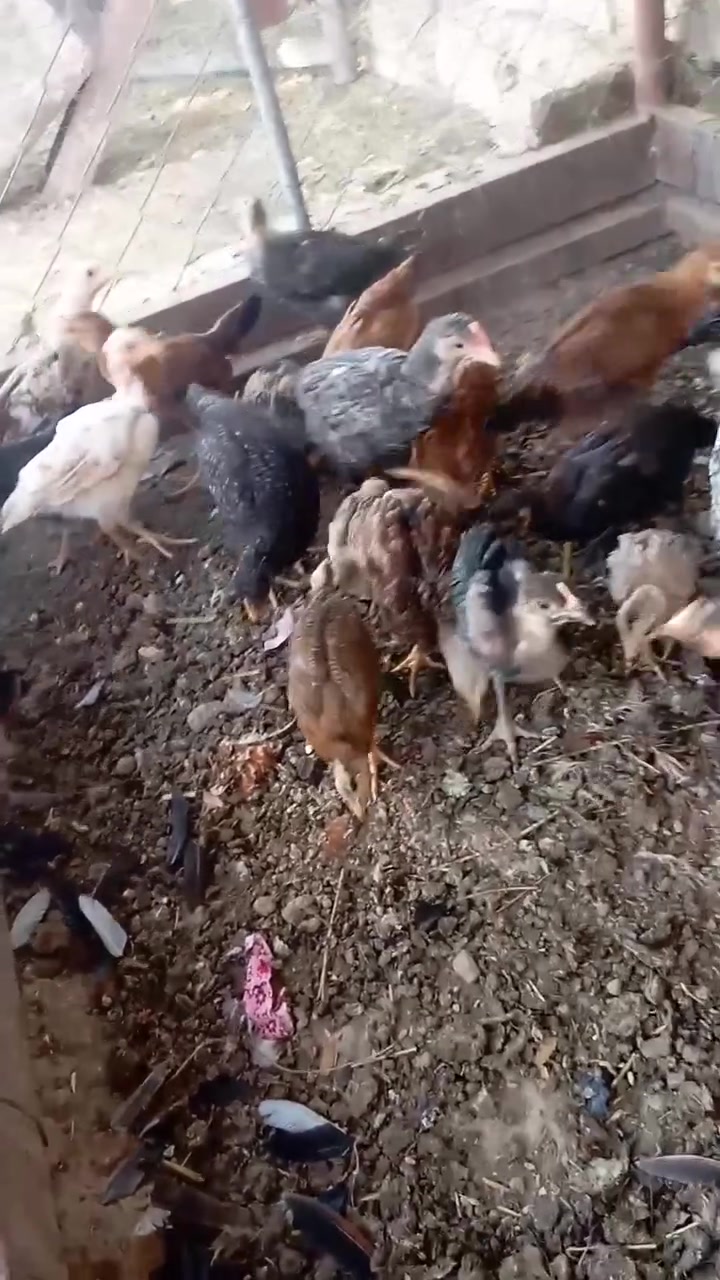 من رخصت مدراء الكروبات المحترمين للبيع افراخ دجاج عرب اصلي وبيهن كوتي وابو ركيبه 22 تك ينباعن شلع عنواني بابل محاويل قرب معارض السيارات ***********
