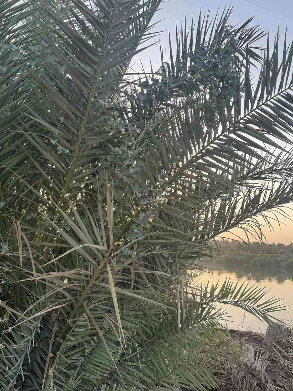 سلام عليكم اخوان 7 دوانم للبيع مع نص دونم على شط الاستفسار أكثر على رقم ***********
