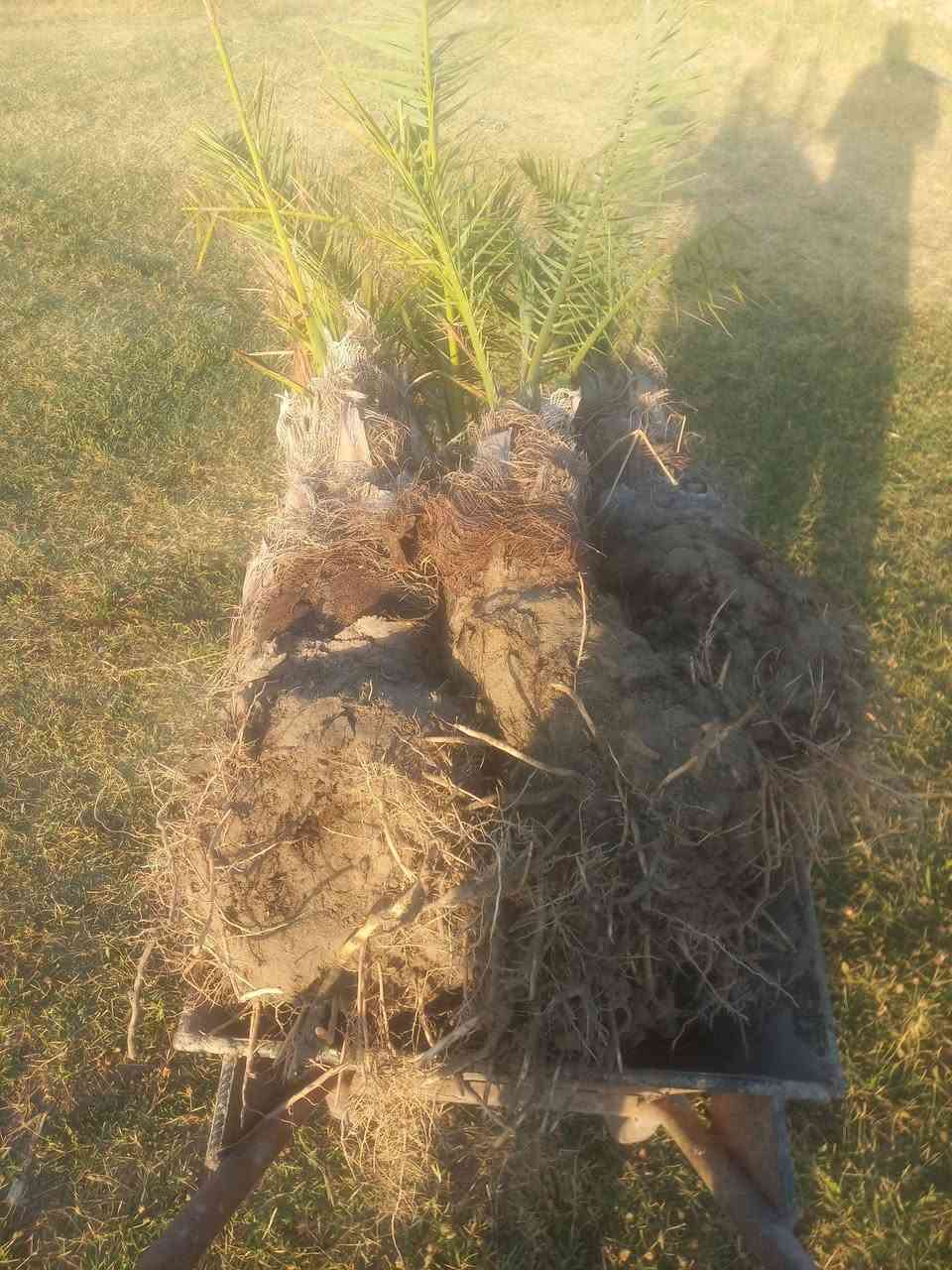 السلام عليكم متوفر فسائل نخيل اشويثي درجه اولى بيهن مجموعه جذريه كامله


**إذا كنت صاحب هذا الإعلان وتريد حذفه لأي سبب، رجاءا أرسل رسالة إلى الدعم الفني**