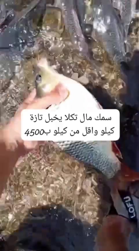 عرررض سمك ناعم كيلو4500
عرض دجاج 2 ب12الف  وزن 1700
عرض 4دجاجات  ب25 وزن1850
عرض 3 ب20  وزن 1900
عرض كيلوين  افخاذ ب10

صدر5500 مسحب 7500  اجنحه5 كبد6 رقب الفين

***********
