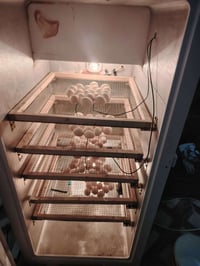 مقفاس ثلاجة • ٥٠٠ بيضة • شغال فول