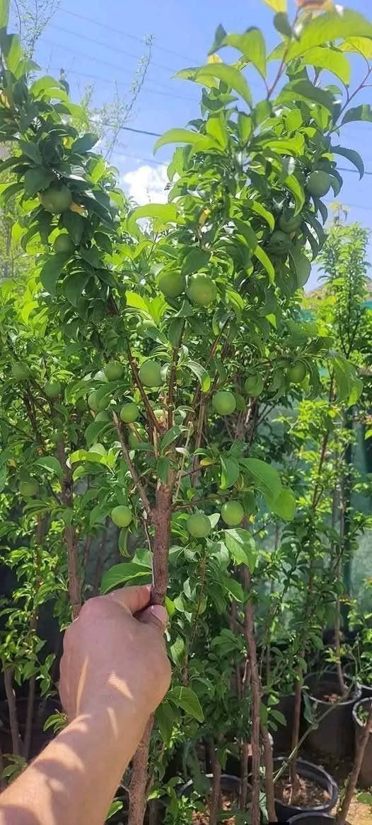 الاسعار على الهاتف 💥💥
يتوفر لدينا جميع انواع الاشجار المثمرة 
كله مثمر جاهز للزراعه 
قص وتقنيب الاشجار 
رش الاشجار 
استصلاح الأراضي 
شيك وسناسل 
خدمه توصيل مجانيه للكميات 
0779612312


**إذا كنت صاحب هذا الإعلان وتريد حذفه لأي سبب، رجاءا أرسل رسالة إلى الدعم الفني**