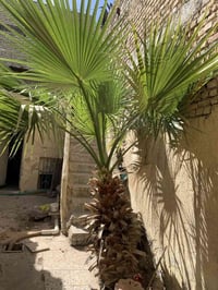 للبيع بغداد مدينه الصدر سعره ب350وبيه مجال قليل تواصل رقم الواتساب فقط...