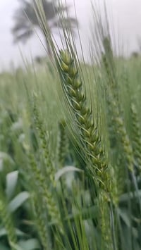 أرض زراعية • ٢٣ دونم • ناحية الشوملي