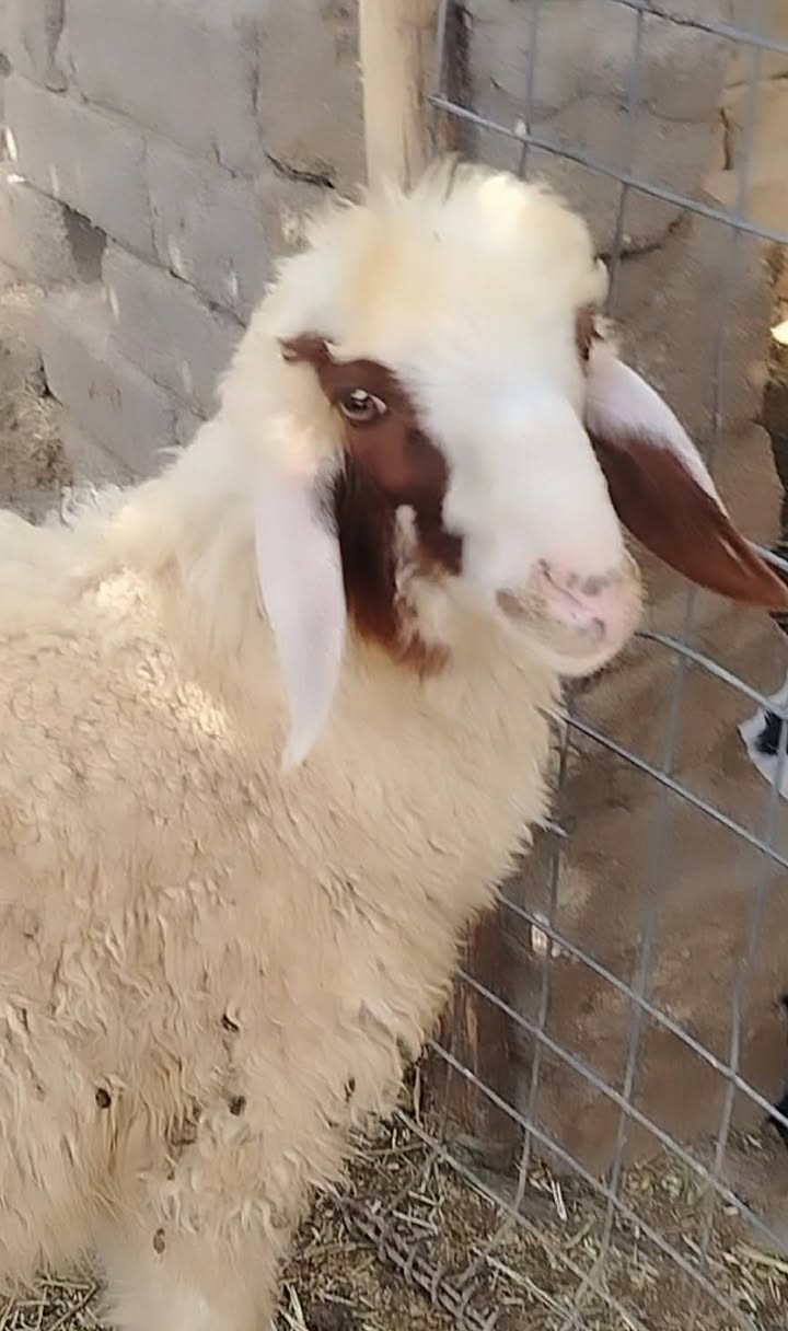 السلام عليكم... طليه نثيه سمينه 
مالت جني... سعرهه 235
الشراي يجي خاص او يتصل  ***********
قضاء الفهود منطقة ال حول.

