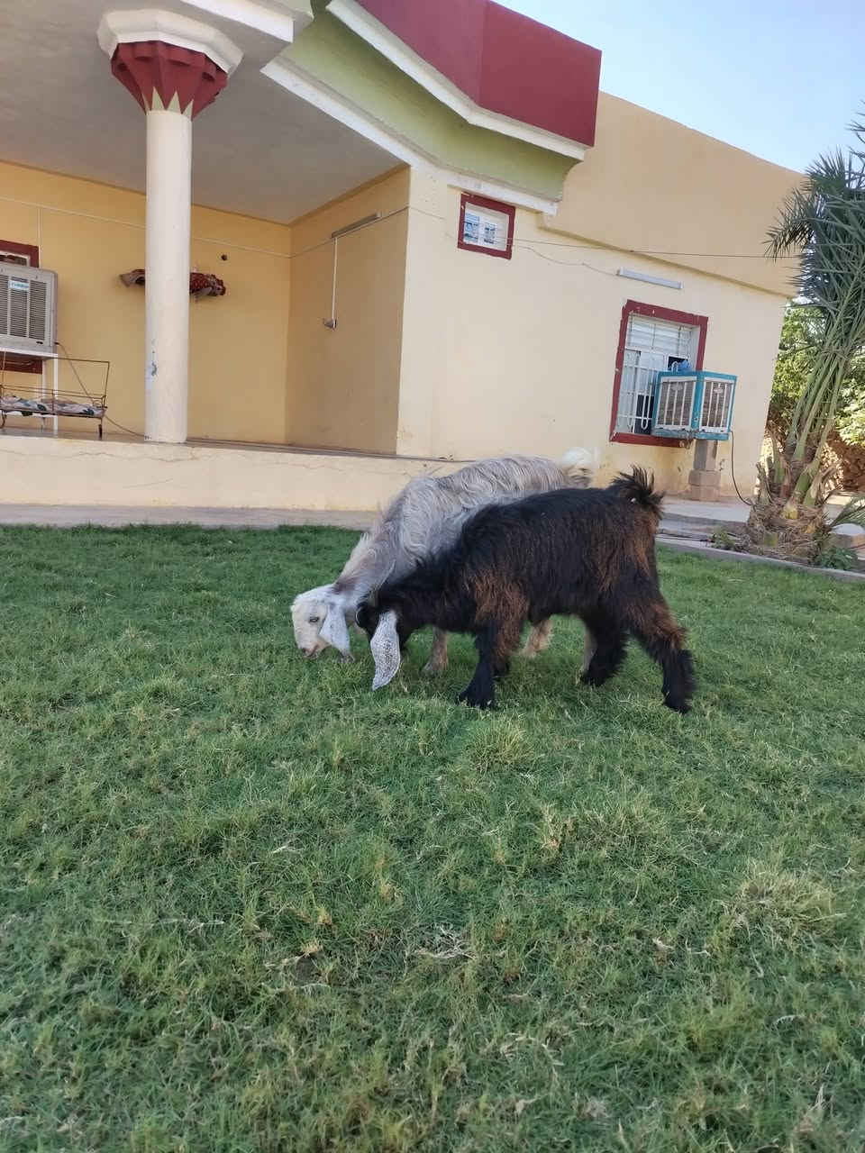 مشاءالله جدايه ثنين حلوات شرط النصاح على كل عيب السعر 260  العنوان القائم كرابله تواصل على  الرقم***********
