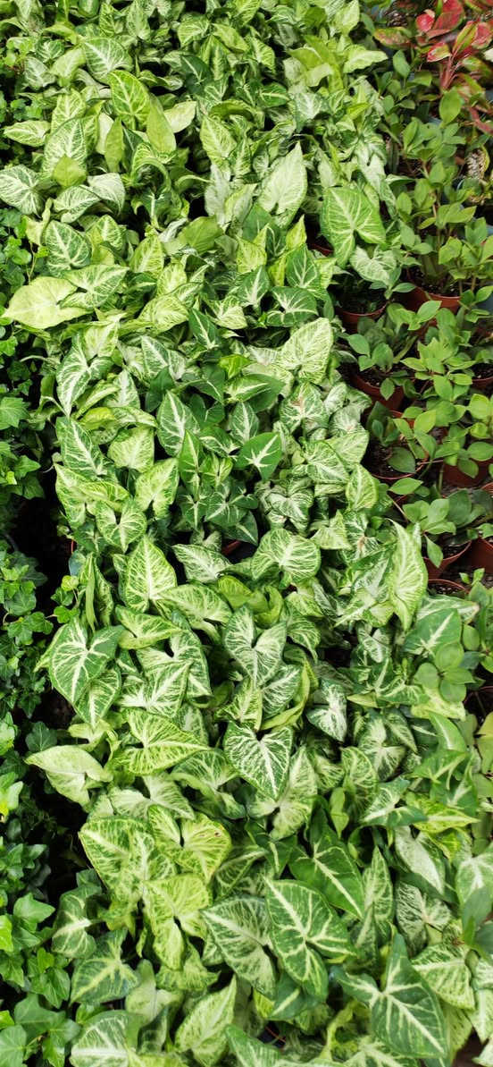 اليوم🍃 ذوقك يبان من تفاصيل بيتك…
خلّي النباتات تحكي عنك 🌿
🌼 نباتات مختارة بعناية
🌱 مناسبة للبيت والمكتب
✨ جودة + سعر مناسب
📲 للحجز والاستفسار:
***********
💬 راسلنا خاص أو واتساب واحجز نبتتك اليوم
