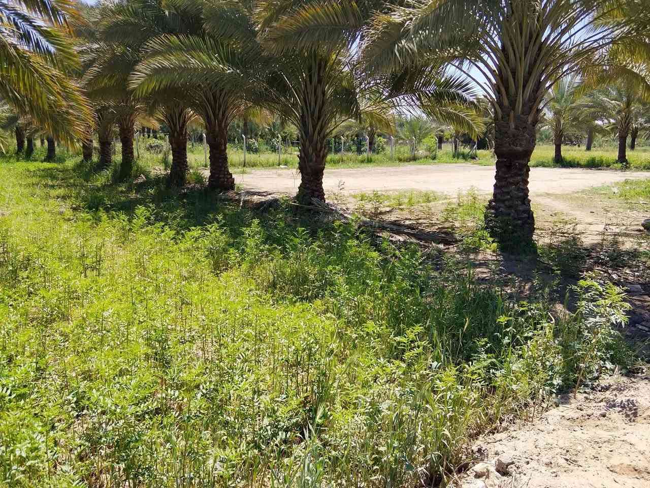 ارض زراعيه 10 دونم معزوله وحدها طريق خاص بيها ماء اساله وكافة الخدمات .سند 25 .منطقة الحصن سعر الدونم35 وبي مجال شي  بسيط للشراي..***********
