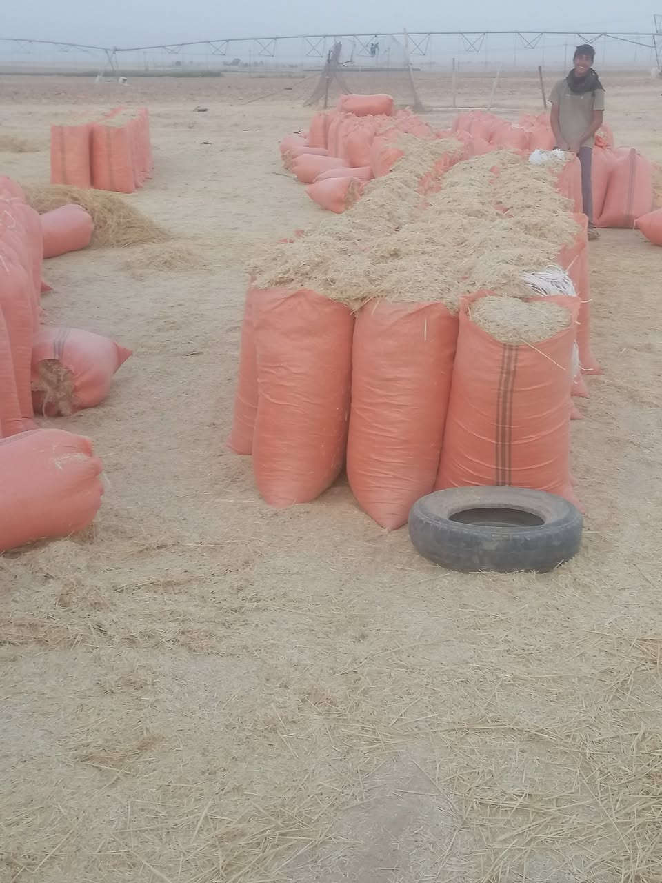 اسلام عليكم يوجد لدينا تبن درجه اولى كيس حجم 60 للبيع سعر الزوج 3ونص وبي مجال وتوصيل مجاني الدجيل بلد يثرب الضلوعيه السحاقي لتواصل عل رقم الهاتف *********** واتصل ودلل
