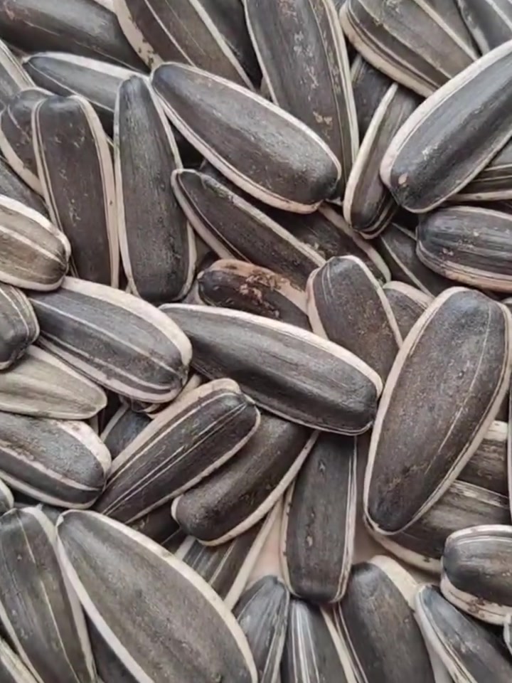 T6 sunflower seeds are available.   WA: [137 0892 7132](https://api.whatsapp.com/send?phone=8613708927132&token=eyJhbGciOiJFUzI1NiIsInR5cCI6IkpXVCIsImtpZCI6IjEyNSJ9.eyJleHAiOjE3ODI4ODcxNzMsInBob25lIjoiODYxMzcwODkyNzEzMiIsInRleHQiOiJcdTk0ZmVcdTYzYTVcdWZmMWFcbmh0dHBzOlwvXC9mYi5tZVwvNjVMaUdJTm9yXG5cblx1NjIxMVx1NTcyOCBGYWNlYm9vayBcdTRlMGFcdTc3MGJcdTUyMzBcdTZiNjRcdTUxODVcdTViYjkuLi4iLCJjb250ZXh0IjoiQWZoT3FjWXduVmE2Yy1CRVlOYnc1ZHl0ZU9uUFdlSzd6bUFXRWctZjZnSmFTVG1VRjhYNTBQdTFBVngwSDYzTjhnZnBZUnltNDh1aHQ5dk8wUmFsZmp1NklINDdJelMxRU15X0hBYld0OVZfeXdJUXhhQ0V0NERFX0pvb2hydTJvWkxMRktqUERrRUdiNmNMZFB0SWtIYjNzQSIsInNvdXJjZSI6IiIsImFwcCI6ImZhY2Vib29rIn0.UvaIIdWw3X47Qd1l6H42cbJmP8ho-p9zokLmTgPdknqArOvBiw8M0PKn8l2aW1KieFpHCtpQgQFm93PdgOYeZA&fbclid=IwZXh0bgNhZW0CMTAAYnJpZBExRnhjSjRsSEpHN1VVRnU2V3NydGMGYXBwX2lkEDIyMjAzOTE3ODgyMDA4OTIAAR6JzDPYHht2aELASwN6-aLKv3ir60KxBFmo7rA6fyL4R5v3t15YCyCPjPFgFg_aem_pi_jc534NTVdh_9fKAfQ8g) [#newsunflowerseeds](https://www.facebook.com/watch/hashtag/newsunflowerseeds/?__cft__[0]=AZawZokYeQpUngnmkZF73F3VkhGDbh2i3X2cfJLMeL3wZAYTTLYNLwtr_euorjYi6uZvRbvtZCyEl9UUj0s2P2X9Z4QY2MFMf61E13Y-dmiW0DOJ-SkPBZmNKmLjksqkLijpUObvjSeetP4sncqF7qG0alO83PsEQPUjHiSz-HzkZk25IC8XWzJIWzh1CZYvr-PkS4W2LdhNE17Rcm1eTxCD&__tn__=*NK-R) [#T6sunflowerseeds](https://www.facebook.com/watch/hashtag/t6sunflowerseeds/?__cft__[0]=AZawZokYeQpUngnmkZF73F3VkhGDbh2i3X2cfJLMeL3wZAYTTLYNLwtr_euorjYi6uZvRbvtZCyEl9UUj0s2P2X9Z4QY2MFMf61E13Y-dmiW0DOJ-SkPBZmNKmLjksqkLijpUObvjSeetP4sncqF7qG0alO83PsEQPUjHiSz-HzkZk25IC8XWzJIWzh1CZYvr-PkS4W2LdhNE17Rcm1eTxCD&__tn__=*NK-R) [#361sunflower](https://www.facebook.com/watch/hashtag/361sunflower/?__cft__[0]=AZawZokYeQpUngnmkZF73F3VkhGDbh2i3X2cfJLMeL3wZAYTTLYNLwtr_euorjYi6uZvRbvtZCyEl9UUj0s2P2X9Z4QY2MFMf61E13Y-dmiW0DOJ-SkPBZmNKmLjksqkLijpUObvjSeetP4sncqF7qG0alO83PsEQPUjHiSz-HzkZk25IC8XWzJIWzh1CZYvr-PkS4W2LdhNE17Rcm1eTxCD&__tn__=*NK-R) [#cassiaking](https://www.facebook.com/watch/hashtag/cassiaking/?__cft__[0]=AZawZokYeQpUngnmkZF73F3VkhGDbh2i3X2cfJLMeL3wZAYTTLYNLwtr_euorjYi6uZvRbvtZCyEl9UUj0s2P2X9Z4QY2MFMf61E13Y-dmiW0DOJ-SkPBZmNKmLjksqkLijpUObvjSeetP4sncqF7qG0alO83PsEQPUjHiSz-HzkZk25IC8XWzJIWzh1CZYvr-PkS4W2LdhNE17Rcm1eTxCD&__tn__=*NK-R) [#newsunflowerseeds](https://www.facebook.com/watch/hashtag/newsunflowerseeds/?__cft__[0]=AZawZokYeQpUngnmkZF73F3VkhGDbh2i3X2cfJLMeL3wZAYTTLYNLwtr_euorjYi6uZvRbvtZCyEl9UUj0s2P2X9Z4QY2MFMf61E13Y-dmiW0DOJ-SkPBZmNKmLjksqkLijpUObvjSeetP4sncqF7qG0alO83PsEQPUjHiSz-HzkZk25IC8XWzJIWzh1CZYvr-PkS4W2LdhNE17Rcm1eTxCD&__tn__=*NK-R) [#kingsbrand](https://www.facebook.com/watch/hashtag/kingsbrand/?__cft__[0]=AZawZokYeQpUngnmkZF73F3VkhGDbh2i3X2cfJLMeL3wZAYTTLYNLwtr_euorjYi6uZvRbvtZCyEl9UUj0s2P2X9Z4QY2MFMf61E13Y-dmiW0DOJ-SkPBZmNKmLjksqkLijpUObvjSeetP4sncqF7qG0alO83PsEQPUjHiSz-HzkZk25IC8XWzJIWzh1CZYvr-PkS4W2LdhNE17Rcm1eTxCD&__tn__=*NK-R) [#sunflowerseedsnewcrop](https://www.facebook.com/watch/hashtag/sunflowerseedsnewcrop/?__cft__[0]=AZawZokYeQpUngnmkZF73F3VkhGDbh2i3X2cfJLMeL3wZAYTTLYNLwtr_euorjYi6uZvRbvtZCyEl9UUj0s2P2X9Z4QY2MFMf61E13Y-dmiW0DOJ-SkPBZmNKmLjksqkLijpUObvjSeetP4sncqF7qG0alO83PsEQPUjHiSz-HzkZk25IC8XWzJIWzh1CZYvr-PkS4W2LdhNE17Rcm1eTxCD&__tn__=*NK-R)


**إذا كنت صاحب هذا الإعلان وتريد حذفه لأي سبب، رجاءا أرسل رسالة إلى الدعم الفني**
