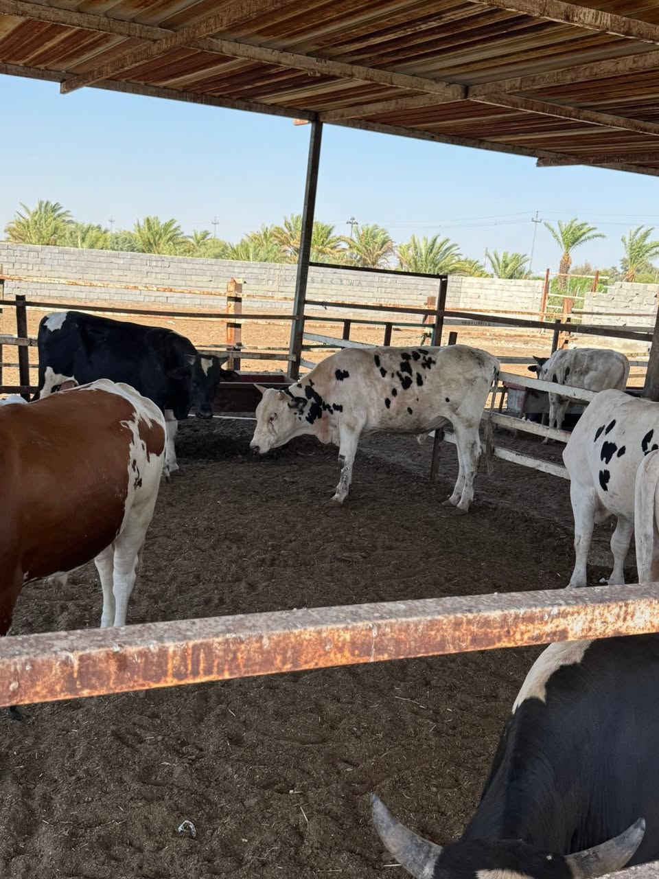 🐂🐂🐂🐂🐂🐂🐂🐃🐃🐃🐃
تم وصول وجبه جديدة من العجول بمناسبت شهر محرم
 (عجول و مباجير )عراقي 
 باوزان مختلفه
🔴علما ان البيع يكون على الوزن🔴
العنوان:
واسط/الكوت /طريق الحي /قرب المعهد الفني  
 للاستفسار:
*********** 📞
