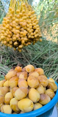 فسائل برحي • فسائل مجهول • ٢٠ فسائل