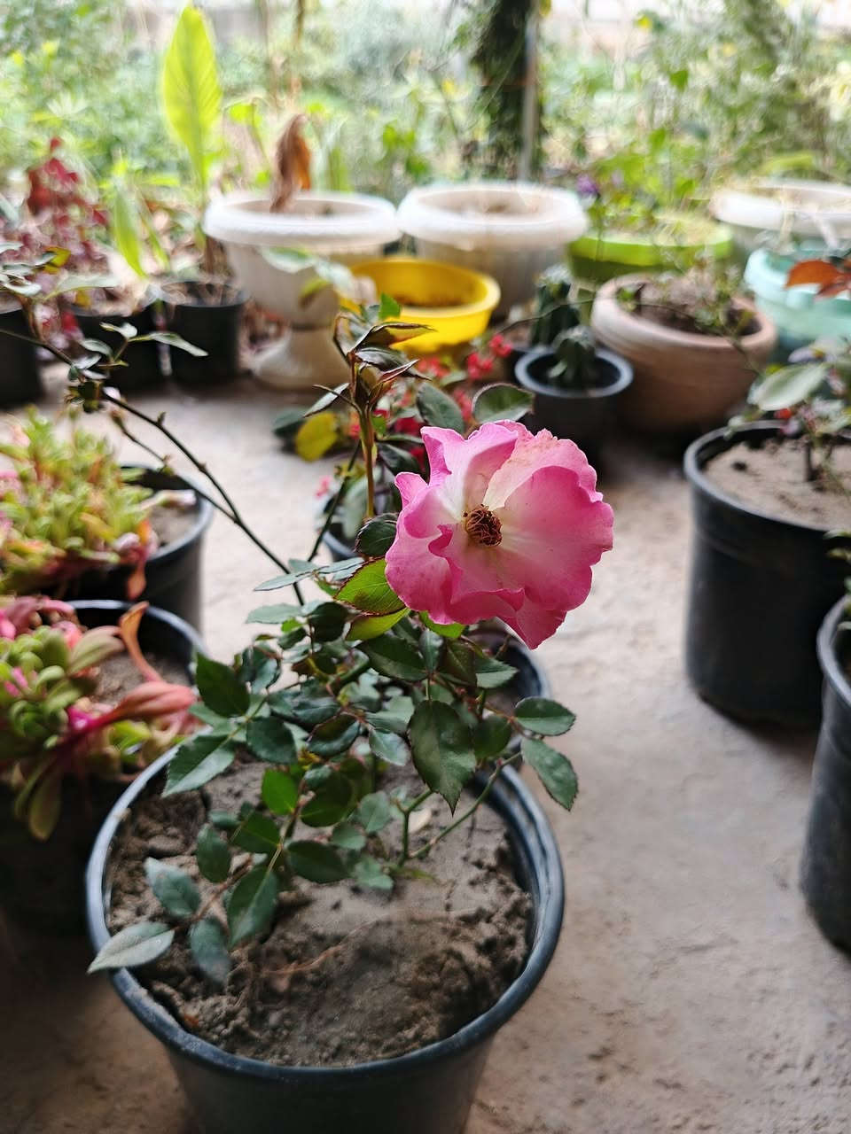 نبات ( الجوري) العراقي العطري 🌹

السعر:2500 الف دينار عراقي 🇮🇶 

توصيل لكافة انحاء المجمع 🚘 

للطلب والاستفسار ⬅️ خاص 
واتساب ⬅️ ***********

الموقع الرسمي 🌐 الانبار ـ عامرية الفلوجة مجمع الاخاء السكني مقابل (جامع الرحمن)
