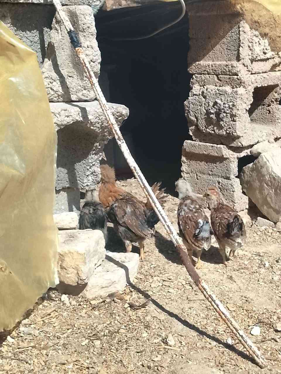 السلام عليكم لبيع صواصي كويتي وفيومي عدد 5 3 فراريج وديوكه 2 بشرط نصاح وملحقات ديوكه تعوعي عمر شهرين نشاط فول سعر شلع ب50 لحد يكلي غاليه الي ما يعرف أسعاره ونوعيته مكان قضاء عنه


**إذا كنت صاحب هذا الإعلان وتريد حذفه لأي سبب، رجاءا أرسل رسالة إلى الدعم الفني**