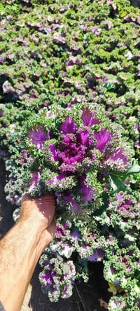 اشجار موسمية • اشجار دائمة • ثيل