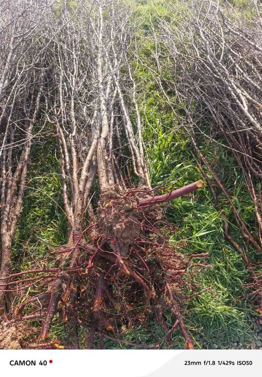 وصول وجبة جديده من مشمش السليمانية شرط مطعم ابو القيسي طول الشتلة 3متر السعر 2000الجمله والمفرد 2250
‏‪***********‬‏ العنوان قرية الذيبانية 
***********
