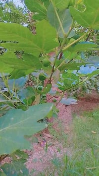 كربلاء ابو ماشه • ٨٥٠م • طابو سند