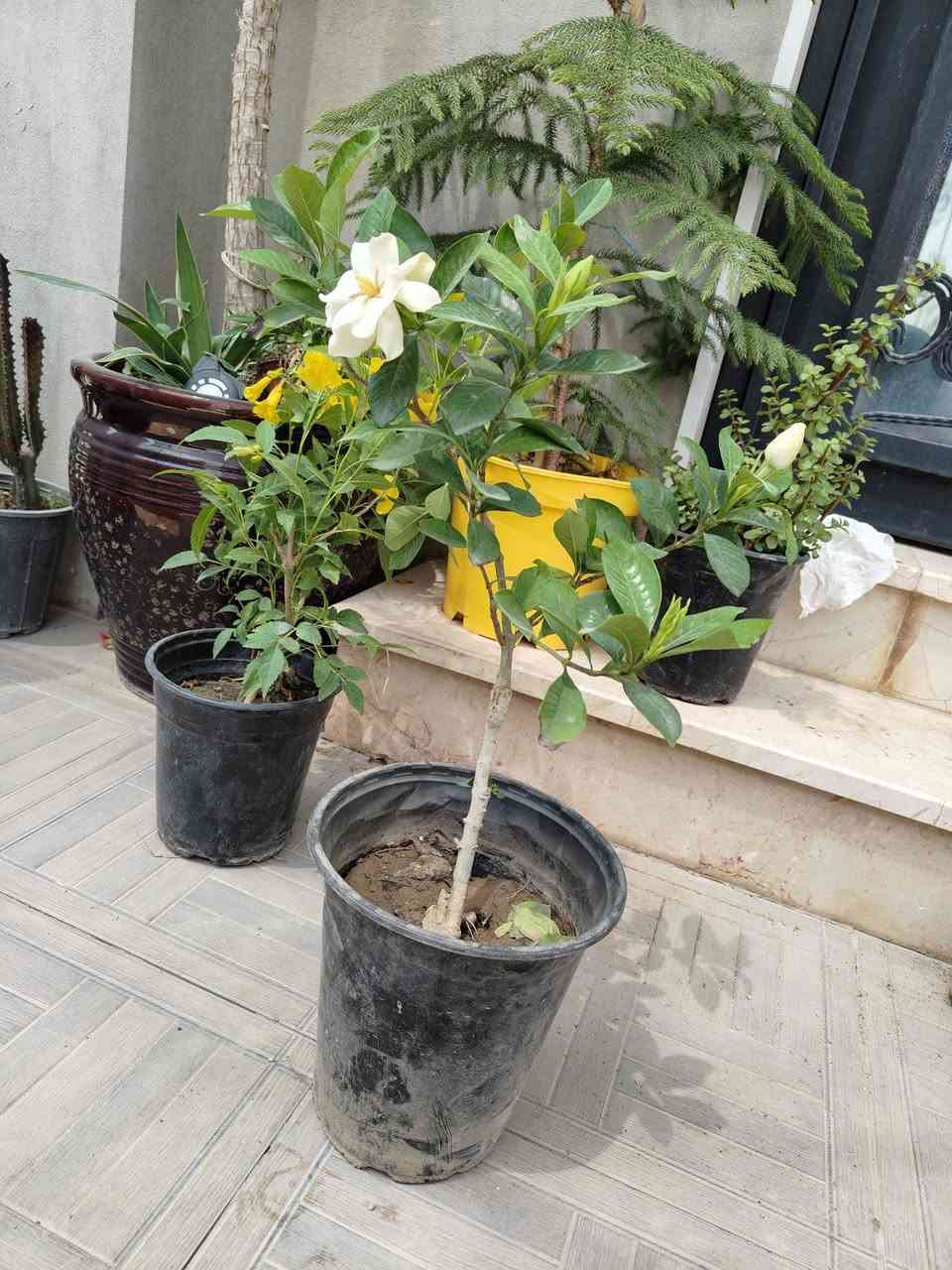 توفرت يمنا شجرة الكاردينيا العراقي 
مطعمة وارتفاعها 50 سم
عطرها من الجنة
وبسعر 8000 فقط

الكمية جدا محدودة


**إذا كنت صاحب هذا الإعلان وتريد حذفه لأي سبب، رجاءا أرسل رسالة إلى الدعم الفني**