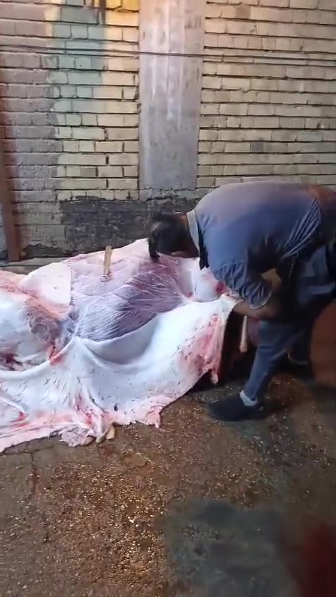 بسم الله الرحمن الرحيم يالله
ليوم الاربعاء ٢٤يعلن مطعم الماجد و قصابه الماجد عن بيع الحم عجل عراقي 
شرفونا وگل الهلا بيكم 
عنوان المسيب حي المعلمين مجاور اسواق الباشا   
***********
