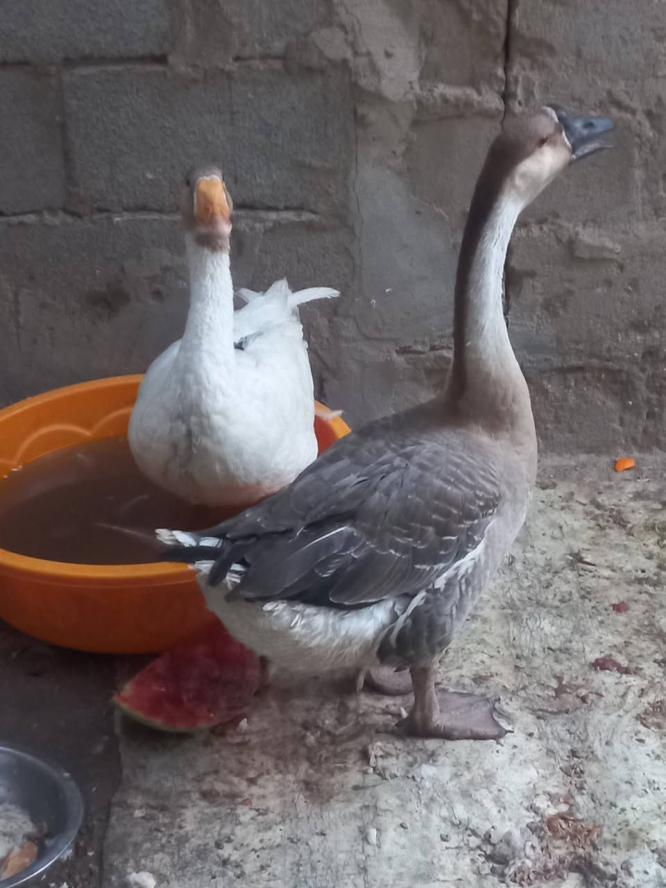 سلام عليكم زوج بط للبيع كبار ب٦٠ وبيهن مجال


**إذا كنت صاحب هذا الإعلان وتريد حذفه لأي سبب، رجاءا أرسل رسالة إلى الدعم الفني**