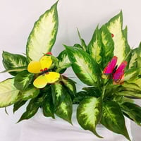 توصيل داخل كركوك • يومي