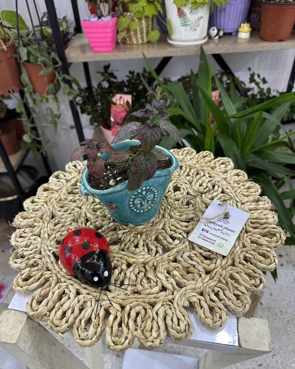 عررررض كل قطعة بالمنشور ب٣٠٠٠ بس

🚚 توصيل فقط 
والتوصيل مجاني للكندي

#Jouriyyah_plants #نباتات #موصل #ديكور #زراعية #استشارات #هدايا #فايتر #سمك #احواض


**إذا كنت صاحب هذا الإعلان وتريد حذفه لأي سبب، رجاءا أرسل رسالة إلى الدعم الفني**