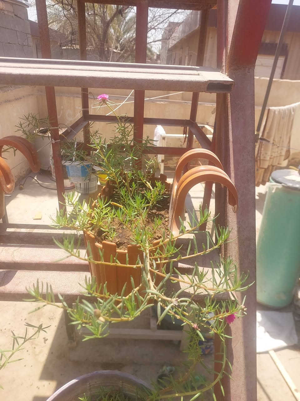 ورد الصباح للبيع السعر خاص


**إذا كنت صاحب هذا الإعلان وتريد حذفه لأي سبب، رجاءا أرسل رسالة إلى الدعم الفني**
