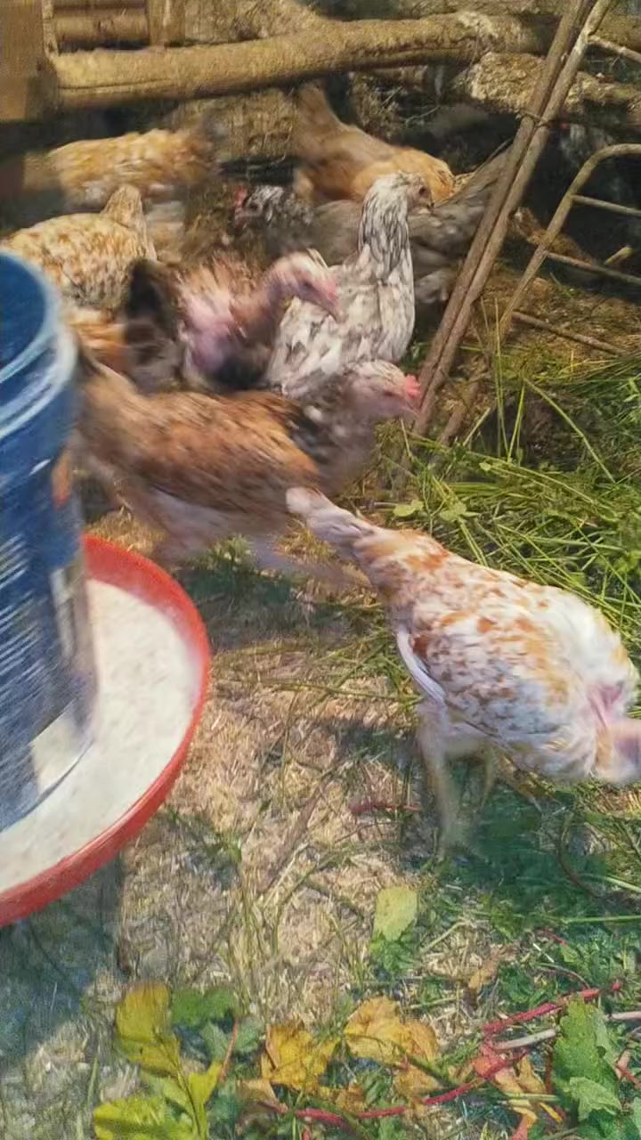 السلام عليكم ورحمه الله وبركاته 

متاح بيض تفقيس نفس دجاج لي بالمنشور خزن جديد 

للحجز  خاص 

توصيل موجود حسب الاتفاق

المكان الانبار


**إذا كنت صاحب هذا الإعلان وتريد حذفه لأي سبب، رجاءا أرسل رسالة إلى الدعم الفني**