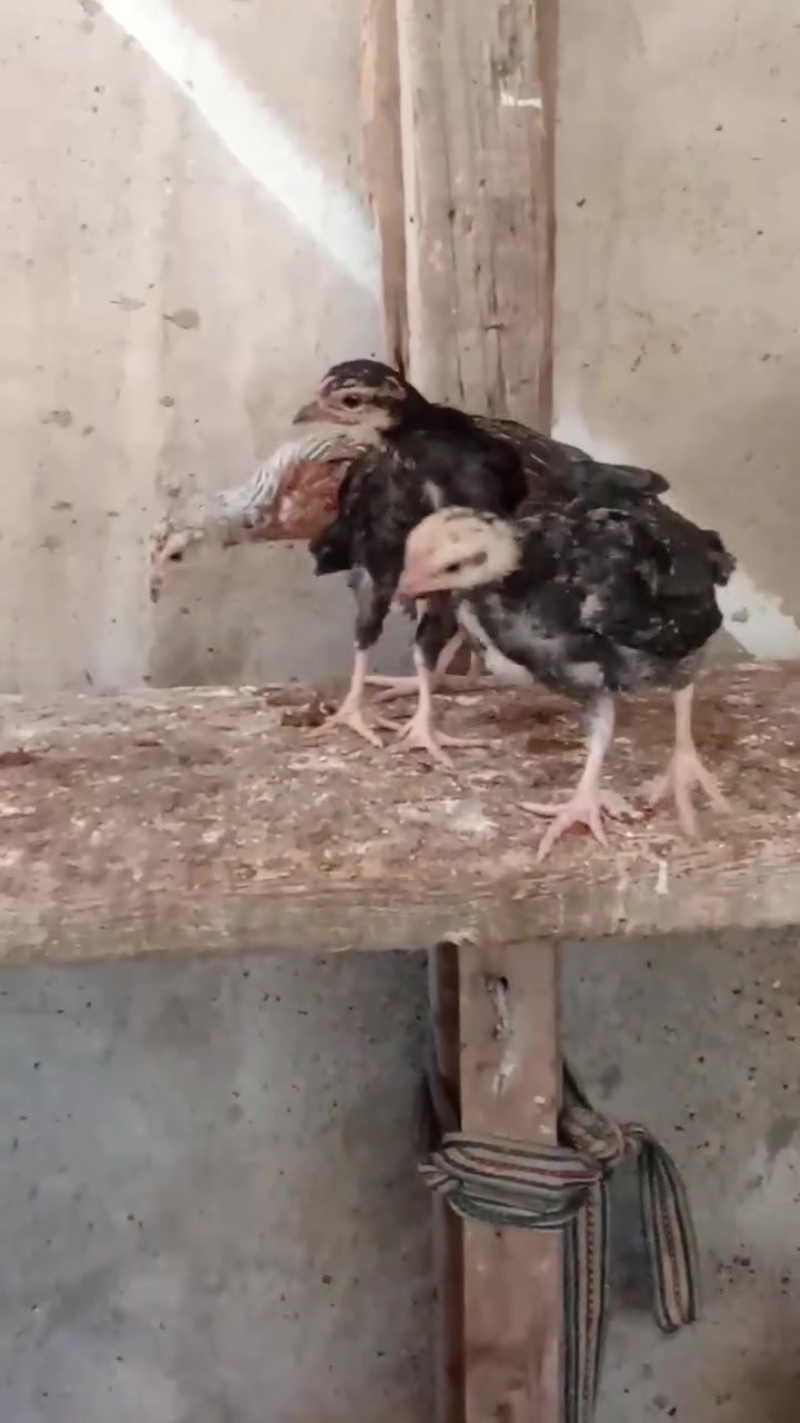 متاح
صواصي كويتي كحالي نقي 
شرط اصلي 
ملقحين كامل ثلاثي ورباعي زيتي 
نشطين فول نضافه فول 
عددهم ١٠ تكات 
عمرهم فوك الشهر 
س ع ر الزوج ٢٥ الف 
عنواني موصل ايسر كوكجلي 
خاص مفتوح


**إذا كنت صاحب هذا الإعلان وتريد حذفه لأي سبب، رجاءا أرسل رسالة إلى الدعم الفني**