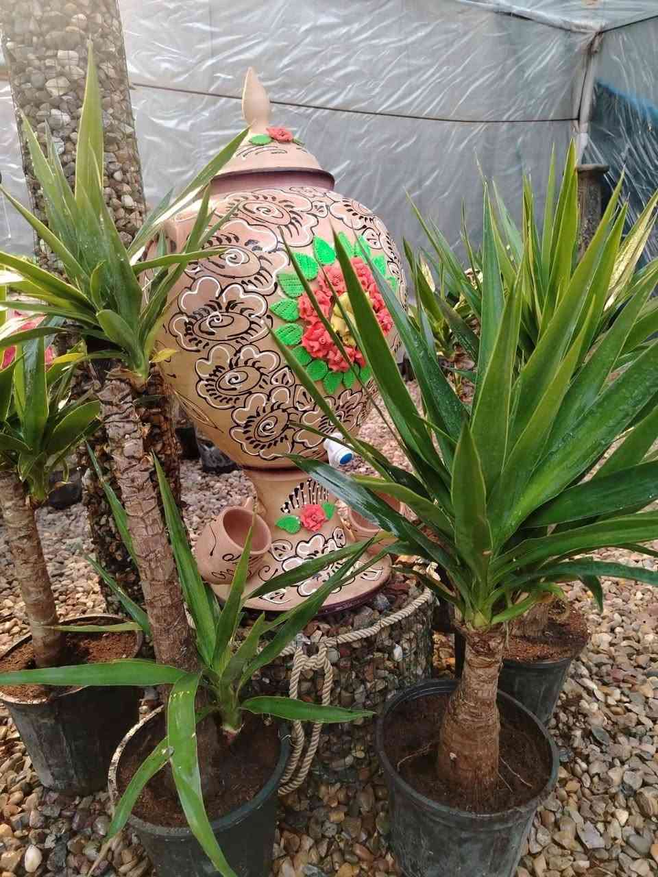 #ياعلي بفضل رب العالمين تم وصول وجبه جديده من النباتات والازهار الداخليه والخارجيه للحجز والاستفسار الاتصال على الرقم التالي :
***********
