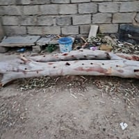 للبيع • ماعرف شكد • ديكور