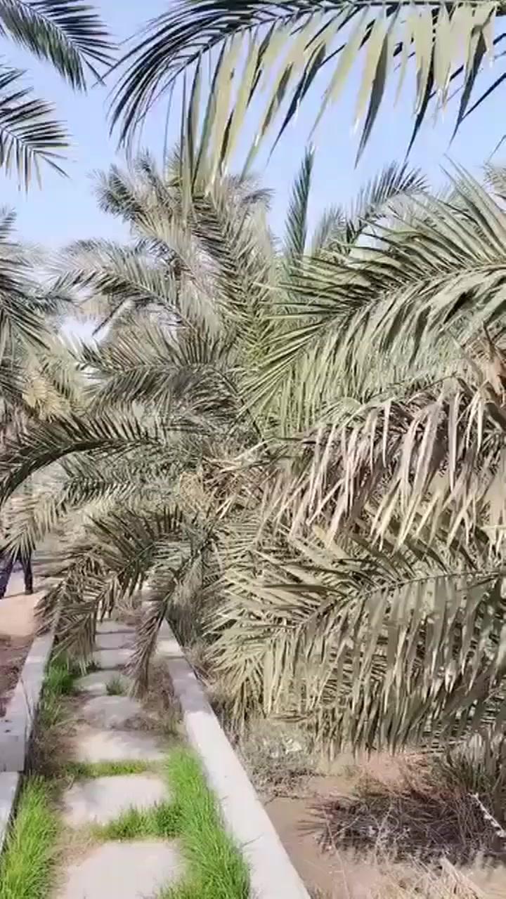 نص دونم عامر بلنخيل 🌴بحمدان للبيع 

طابو سهم تحويل بسم المشتري 

على نهر جاري ومسيج بلكامل يحتوي على كوخ 

للاستفسار والاتصال ***********
