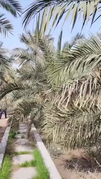 البصرة • نص دونم • نهر جاري