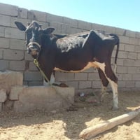 هوايش للبيع • عجول للبيع • ماشية للبيع • ابقار للبيع • مواشي بابل • حي...