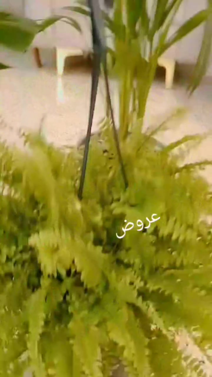 عروضات بأجر تنتهي


**إذا كنت صاحب هذا الإعلان وتريد حذفه لأي سبب، رجاءا أرسل رسالة إلى الدعم الفني**