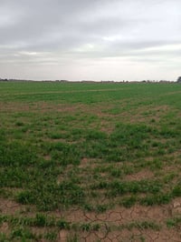 الكوت • أرض زراعية • ١٠٠ دونم