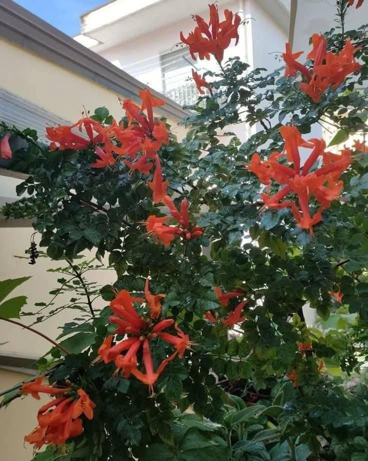 متسلق المرجان  دائمي الخضار ويتحمل الحر والبرد  السعر  ٦٠٠٠ 💐💐💐💐💐💐💐العنوان الانبار راوه الجديده آخر شارع بيت علي حماد محمد وعدنا توصيل راوه عانه القائم حديثه هيت الرمادي الفلوجه بغداد العامريه وحي الجامعه واليرموك والمنصور التوصيل حسب المكان واليجي يختار حيا الله


**إذا كنت صاحب هذا الإعلان وتريد حذفه لأي سبب، رجاءا أرسل رسالة إلى الدعم الفني**