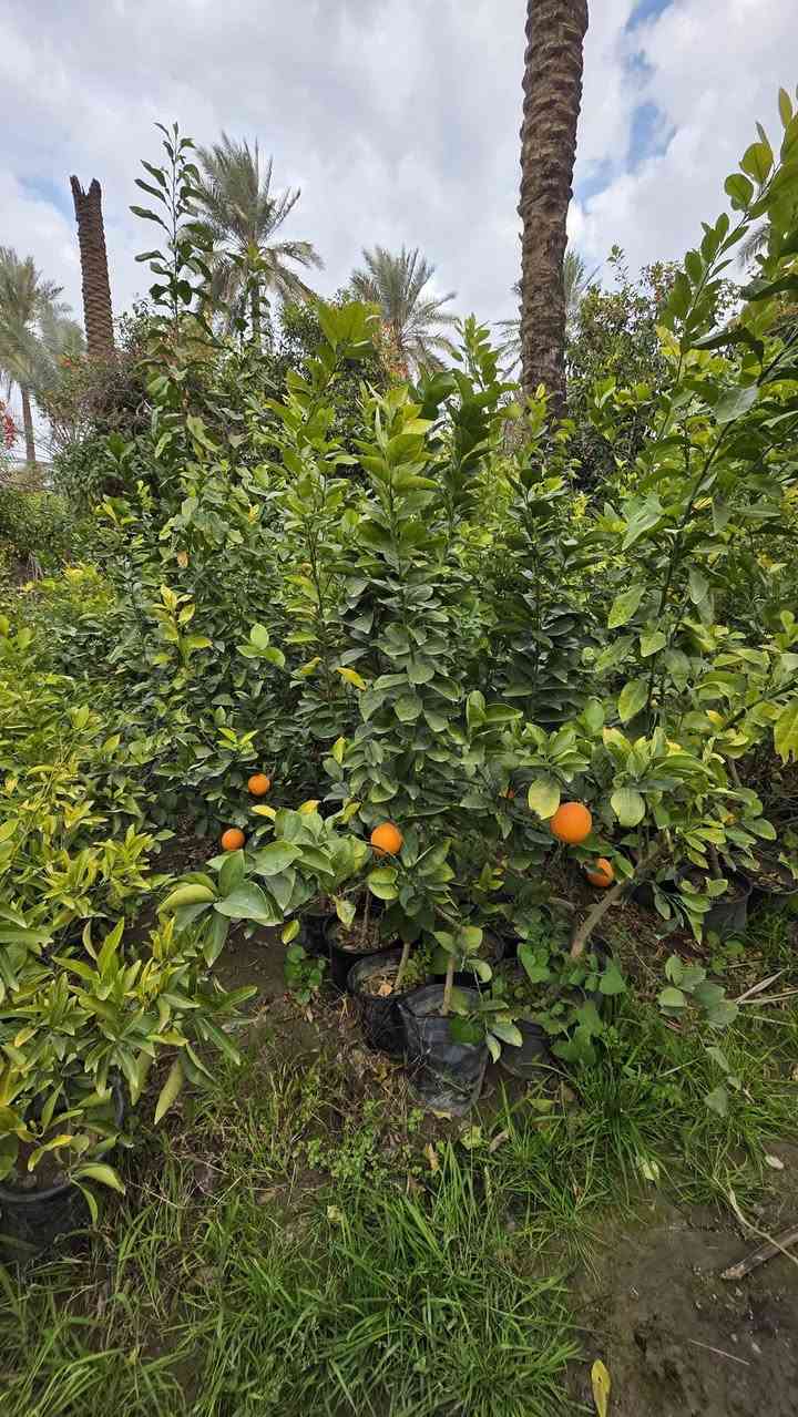 متوفر كافة انواع الزرع والحمضيات نارنج وبرتقال وليمون (نومي حامض) لالنكي بكافة انواعه وايضا متوفر ددونية الزرع كيس وسندان مطعم ع اصل نارنج من امه  ارتفاع للصدر وفوك
باسعار مناسبة جدا / للاستفسار ***********
العنوان بغداد
