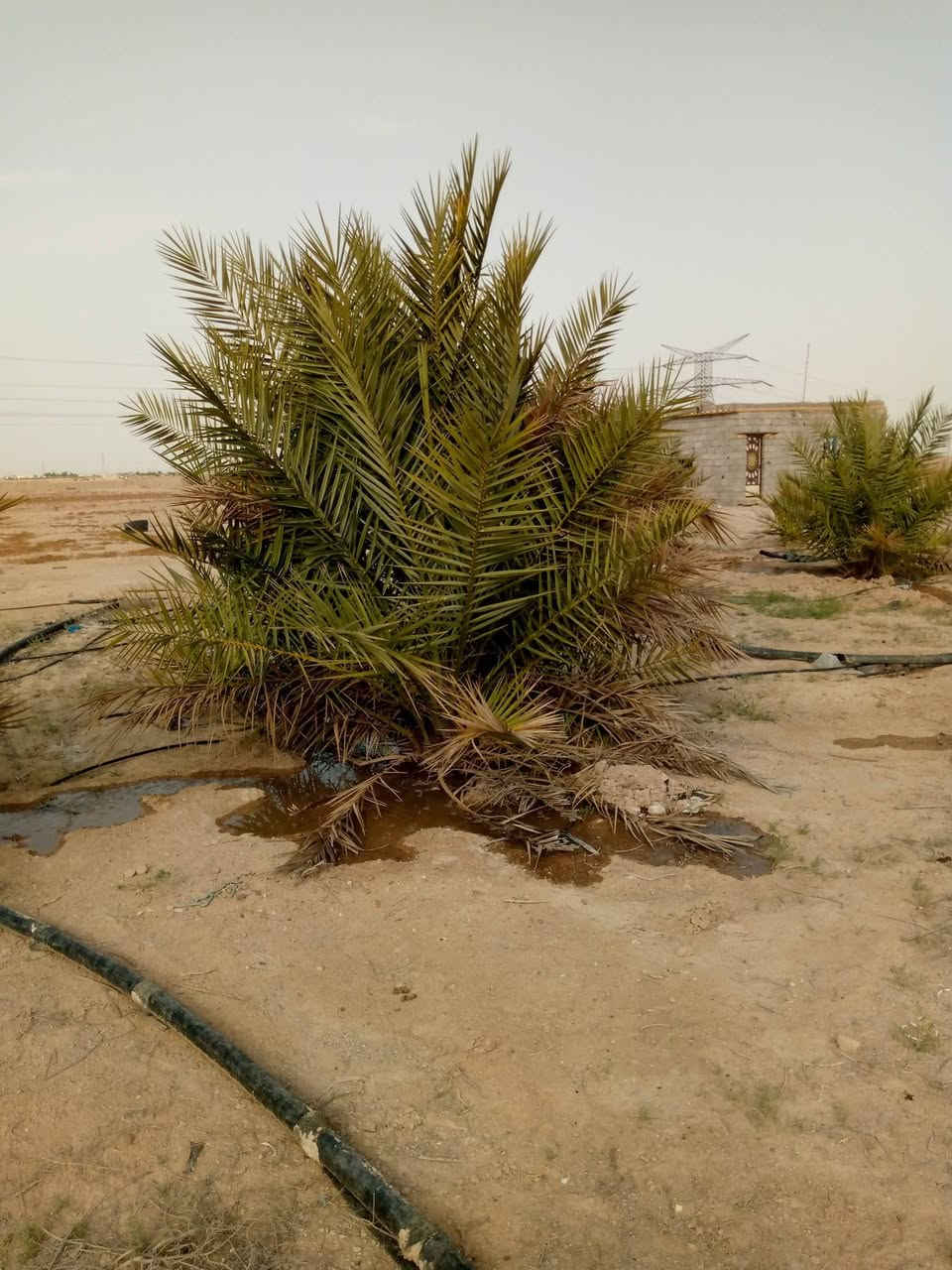 للبيع مزرعة المساحة دونمين بيهن بيت 4 غرف نوم وديوان وهول وسكف سندويج كهرباء العمود باب البيت بيهن 40 نخلة بيهن حمالات سعرهن 38 مليون مكانه طريق الخور سفوان يبعد عن التبليط مسافة كيلو ***********
