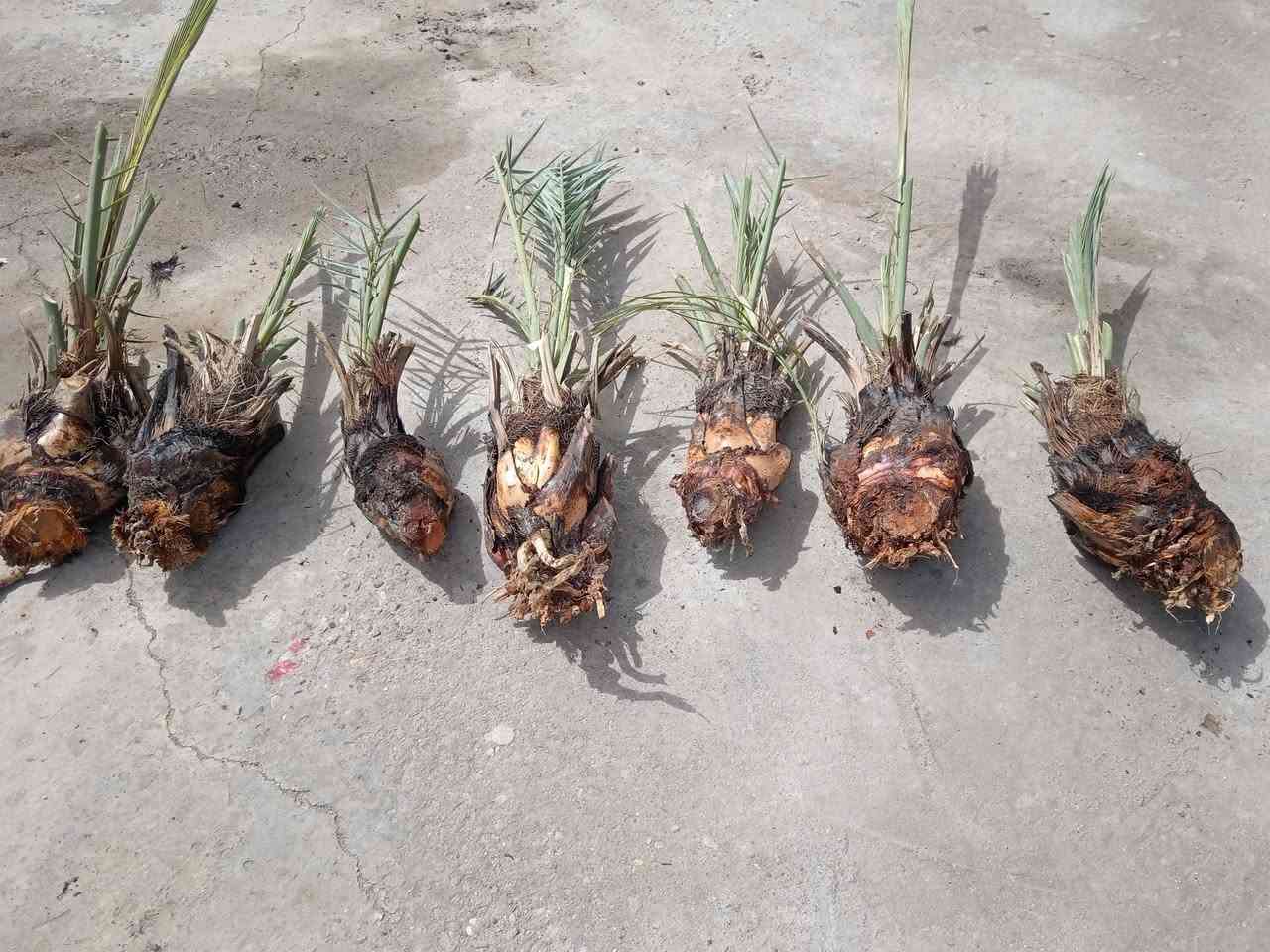 نخلات شويذيات للبيع نخله 5


**إذا كنت صاحب هذا الإعلان وتريد حذفه لأي سبب، رجاءا أرسل رسالة إلى الدعم الفني**