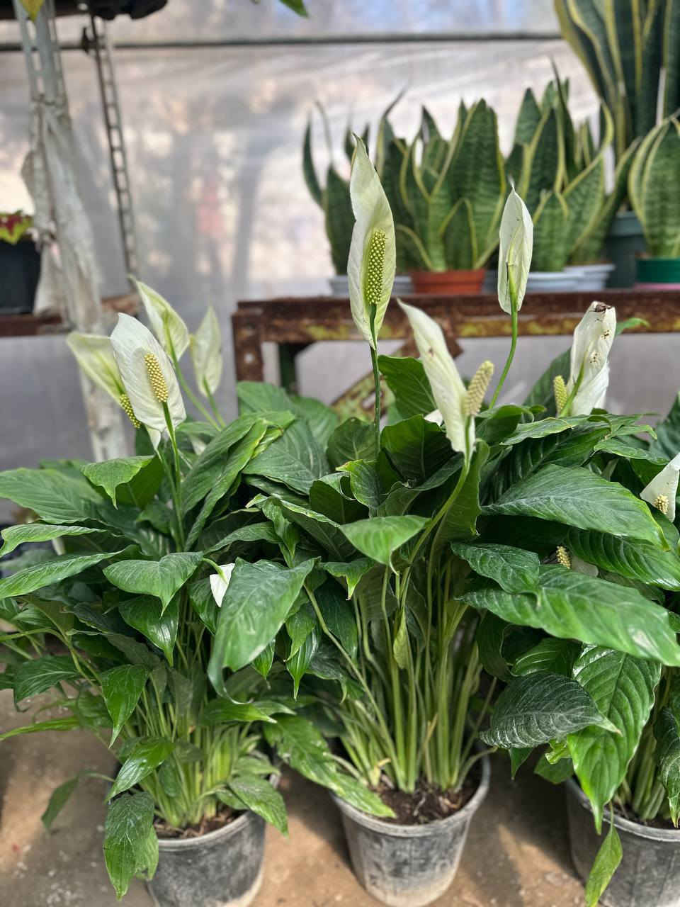 في كل صباح 
هناك فرصة جديدة
لقلبٍ أخف
وأملٍ أكبر
وحياة أجمل مما نظن
صباحكم راحة وبال مطمئن .🌸 
مشتل النورين  لكافة تجهيز  الورود الفخمه 
 وبكافة انواع الورود والاشجار المعمرة 
 كذالك انواع  الاشجار المثمرة  
 #عنوانه_شارع_الغطاس_خلف_المجمع_السوري


**إذا كنت صاحب هذا الإعلان وتريد حذفه لأي سبب، رجاءا أرسل رسالة إلى الدعم الفني**