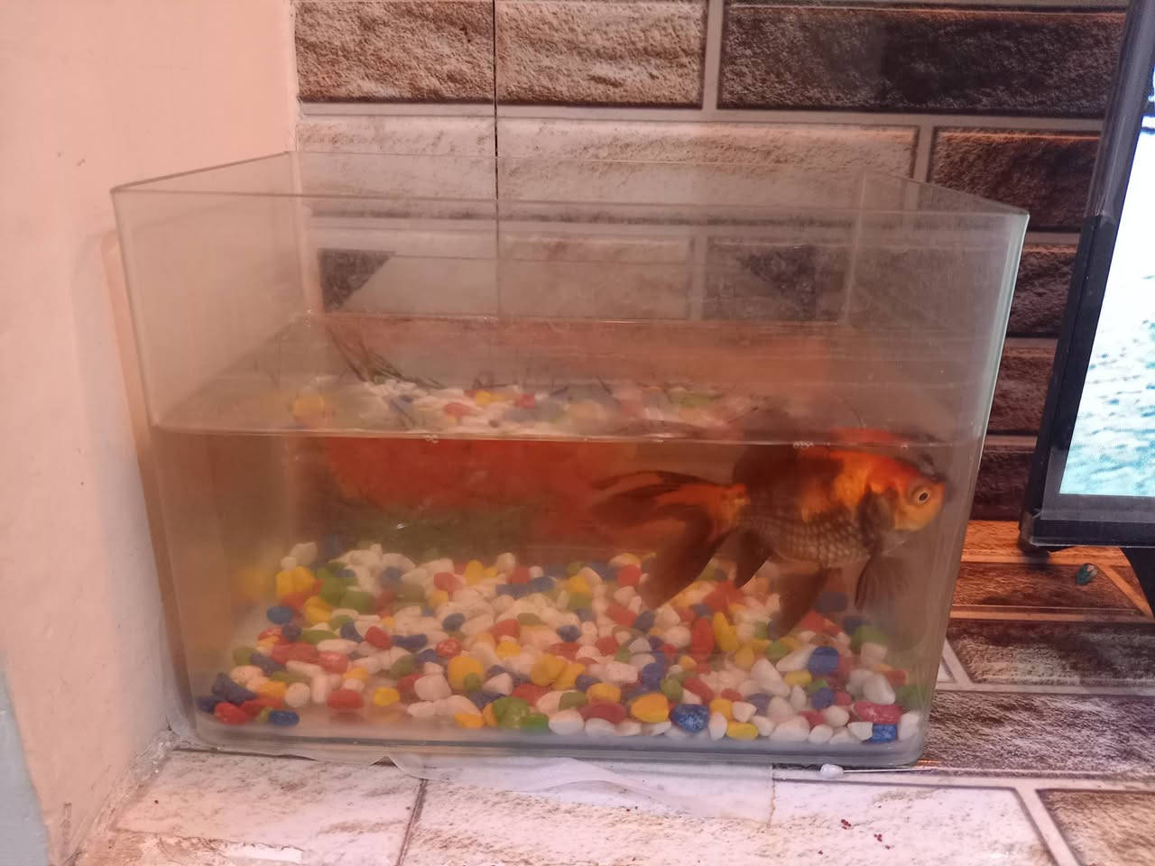 حوض سمك للبيع السعر 20 قفل


**إذا كنت صاحب هذا الإعلان وتريد حذفه لأي سبب، رجاءا أرسل رسالة إلى الدعم الفني**