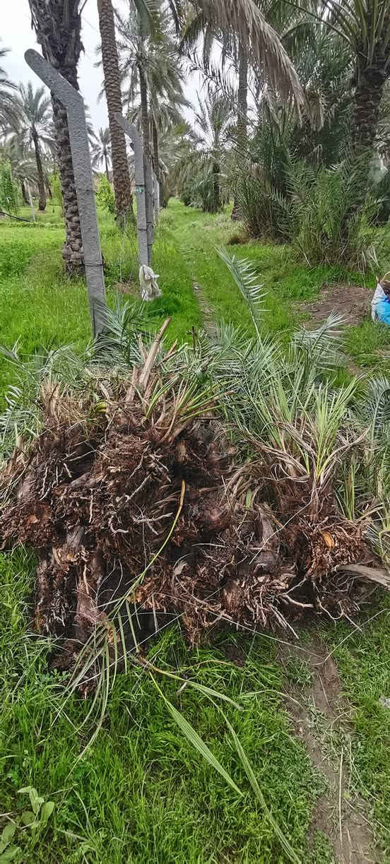 متـــــــوفر
فسائل خضراوي
سعر الفسيل ب 3 الاف
***********
