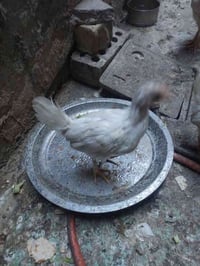 ديج • دجاجتين كبار • شهداء البياع